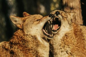 Two coyotes nuzzle with open mouths, showing teeth
